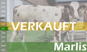 tr�chtige Fleckvieh Kalbin zu verkaufen, beweidet und ruhig